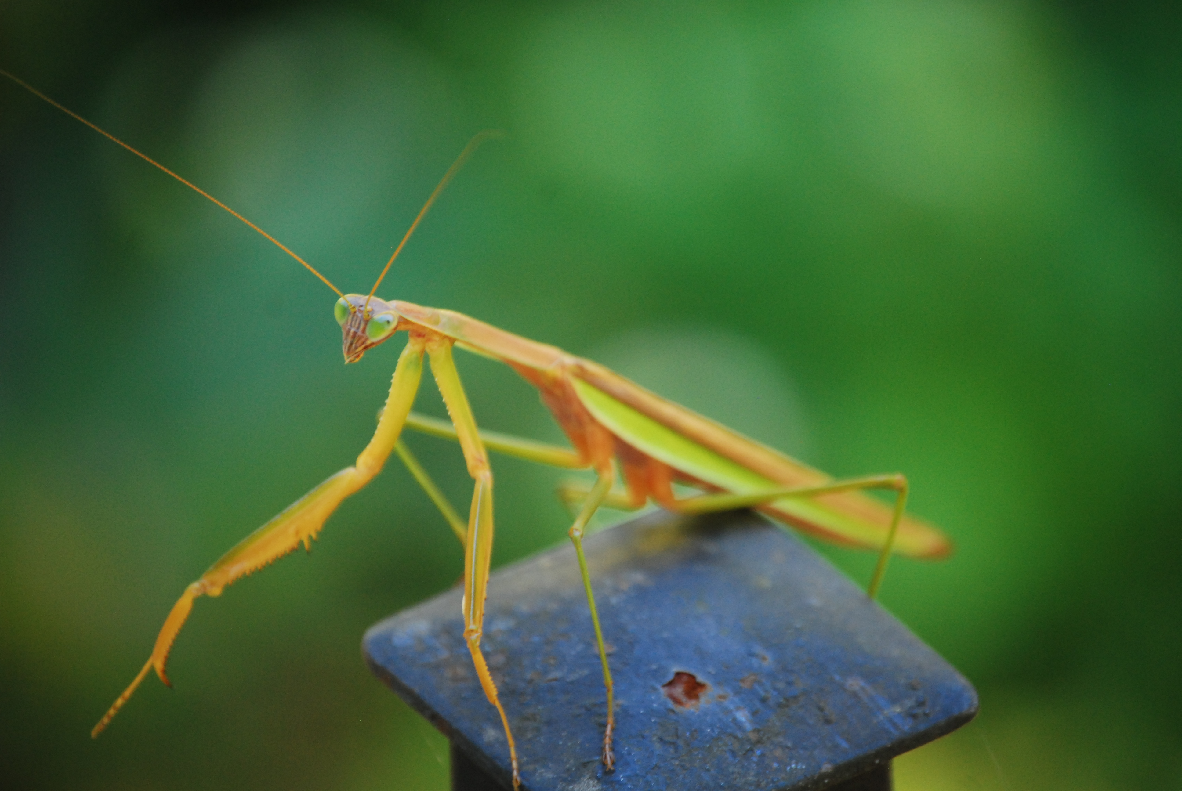 Image of :20101008_Mantis.JPG