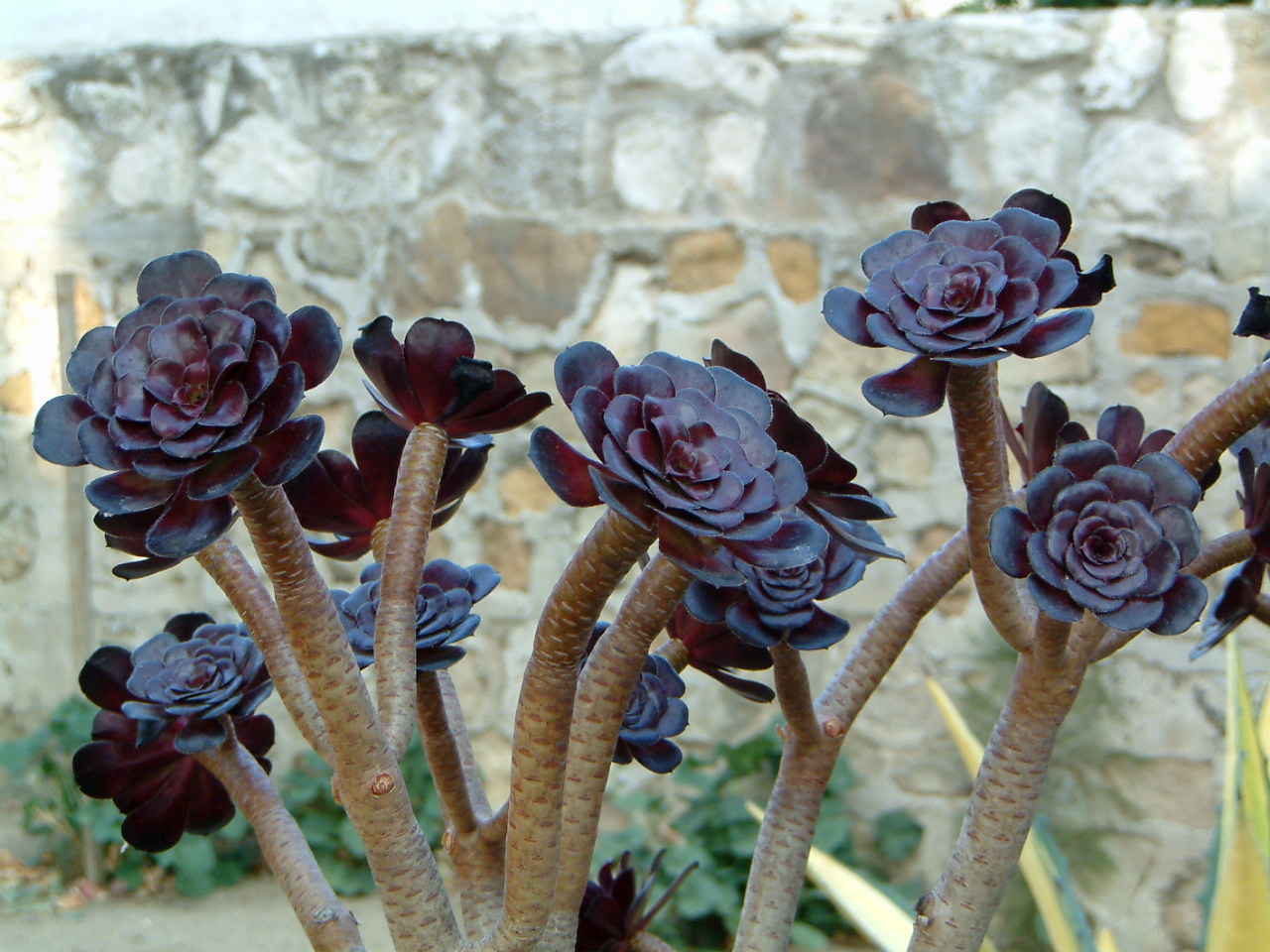 Image of :20030926_capistrano1.JPG