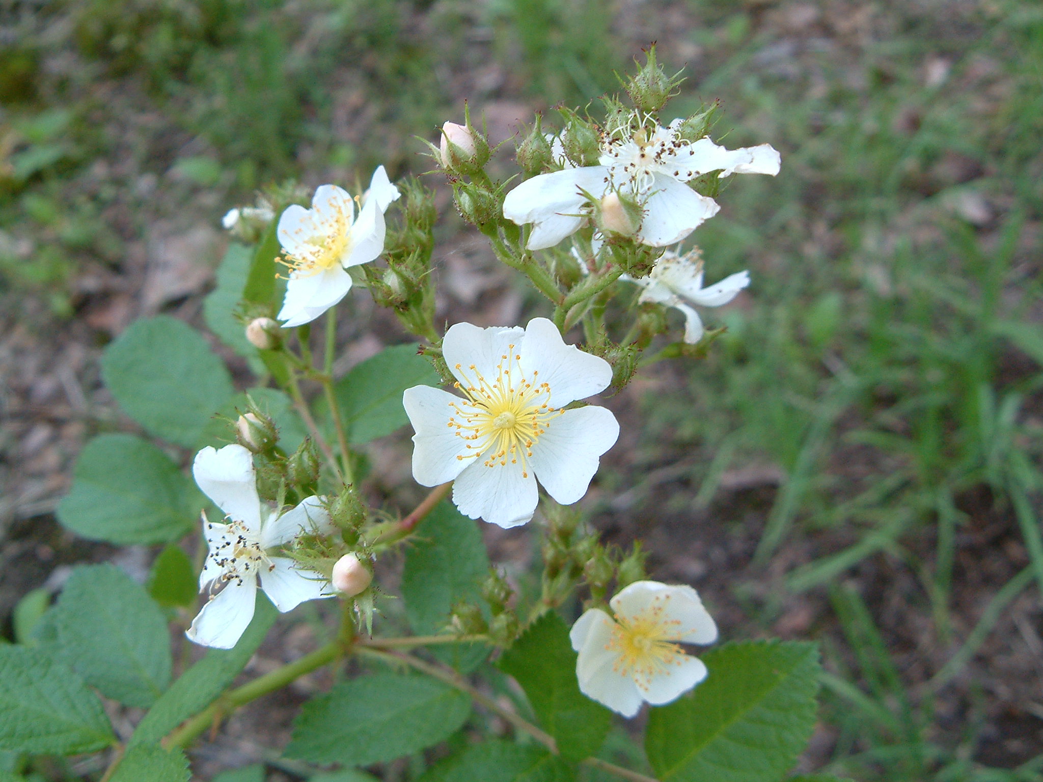 Image of :20070606_home.JPG