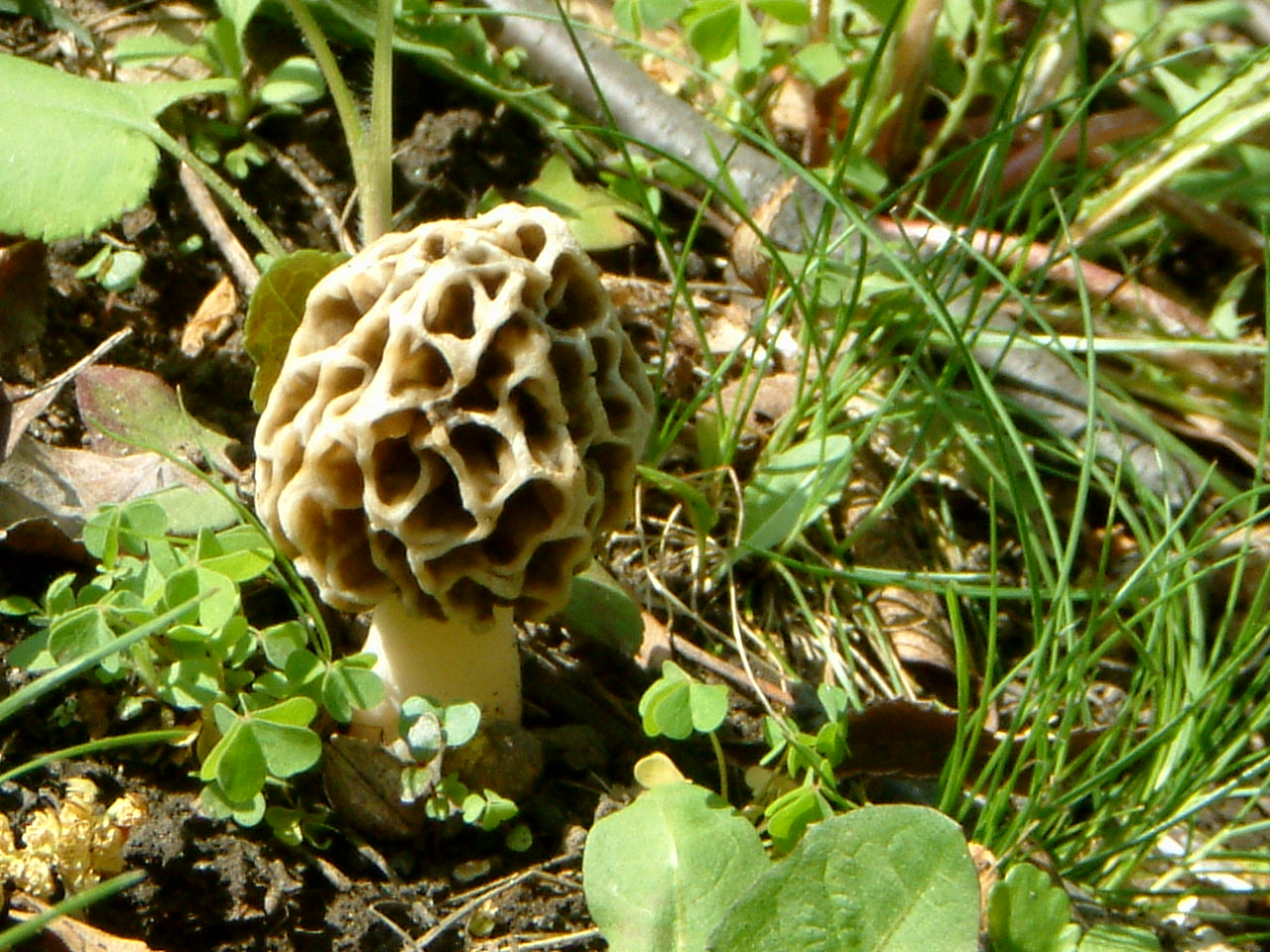 Image of :20030510_morel.JPG