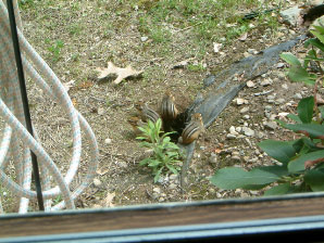 Image : 20030514_chipmunks.JPG