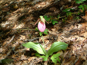 Image : 20030530_orchid.JPG