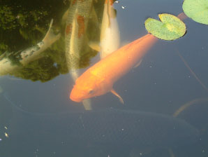 Image : 20030926_capistrano.JPG