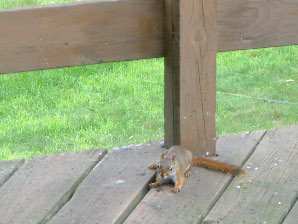 Image : 20040628_redsquirrel.JPG