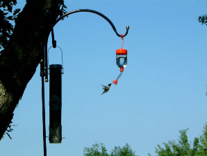 Image : 20040630_hummingbird.JPG