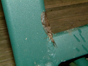 Image : 20040712_dobsonfly.JPG