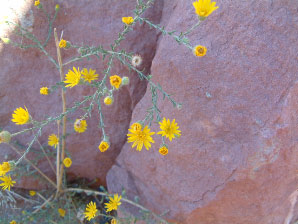Image : 20040923_arizona_flower.JPG
