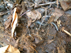 Image : 20041024_home.JPG
