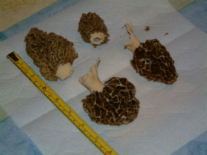 Image : 20050517_morels.JPG