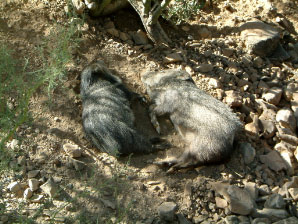 Image : 20060108_tucsonJ.JPG