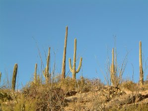 Image : arizona2006