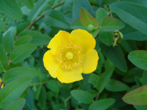 Image : 20060805_mystic.JPG