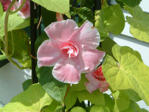 Image : 20060806_mystic.JPG