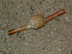 Image : 20070414_holcomb.JPG