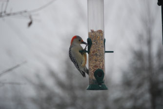 Image : 20080101_home1.JPG