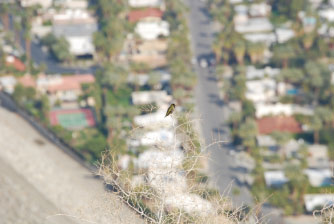 Image : 20080108_palmsprings2.JPG