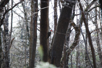 Image : 20080405_home.JPG