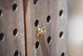 Image : 20080416_masonbees1.JPG