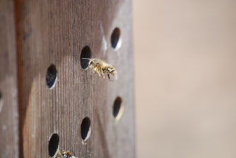 Image : 20080416_masonbees2.JPG