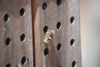 Image : 20080416_masonbees3.JPG