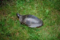 Image : 20080602_home.JPG