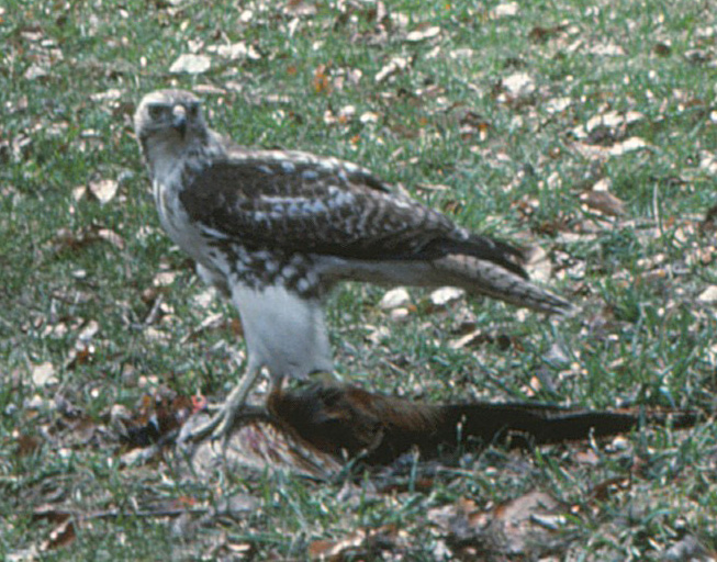 Image : birds